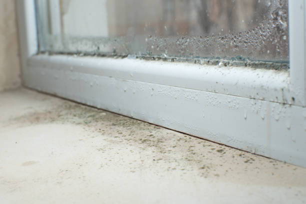 Trusted Palos Hills, IL Mold Removal Experts